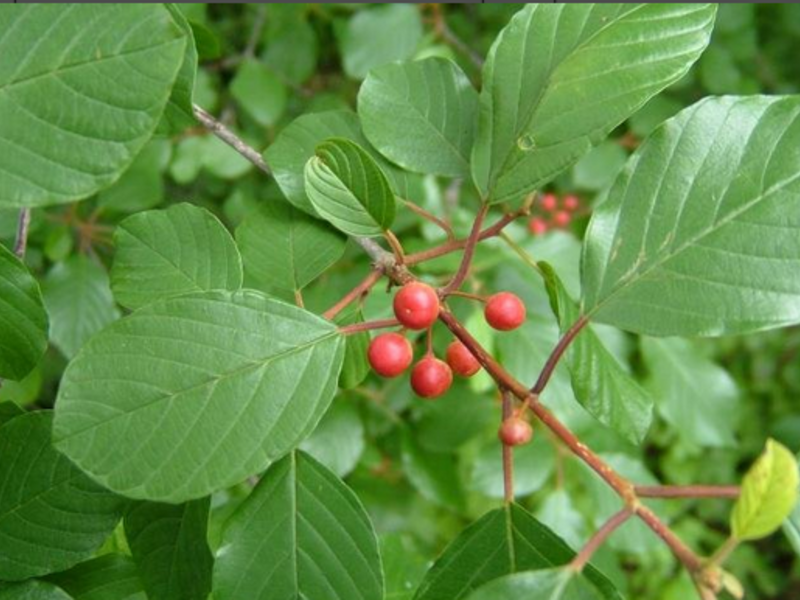 Buckthorn neden faydalıdır