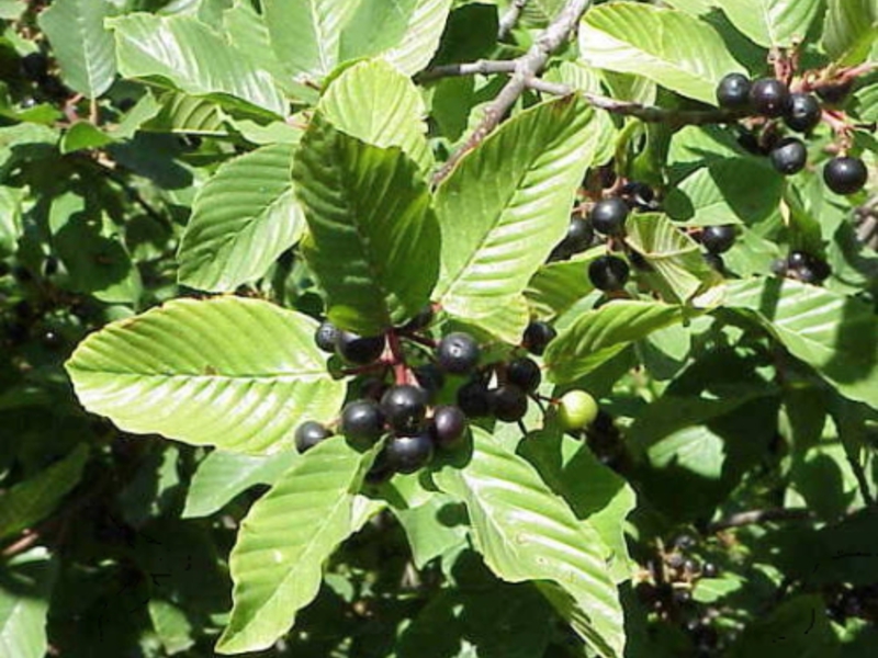 Buckthorn'un faydalı özellikleri