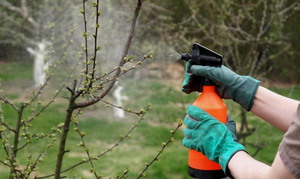 Regler för användning av Aktara för blommor och växter