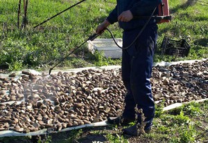 Características del uso de Aktara para procesar material de plantación.