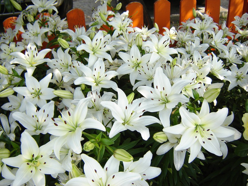 Benefícios do cultivo de flores de lírio branco