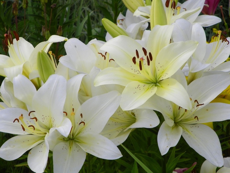 Caractéristiques des plantes de lys Annamaria Dream