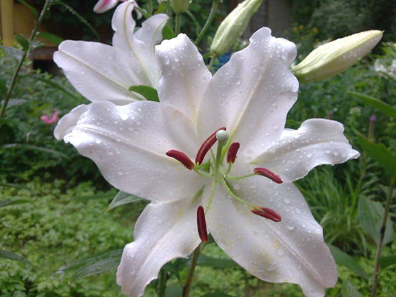 Beschreibung der Blüten der weißen Lilien der Sorte Casablanca