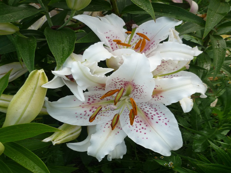 Propriétés caractéristiques des fleurs de lys de la variété Extravaganza