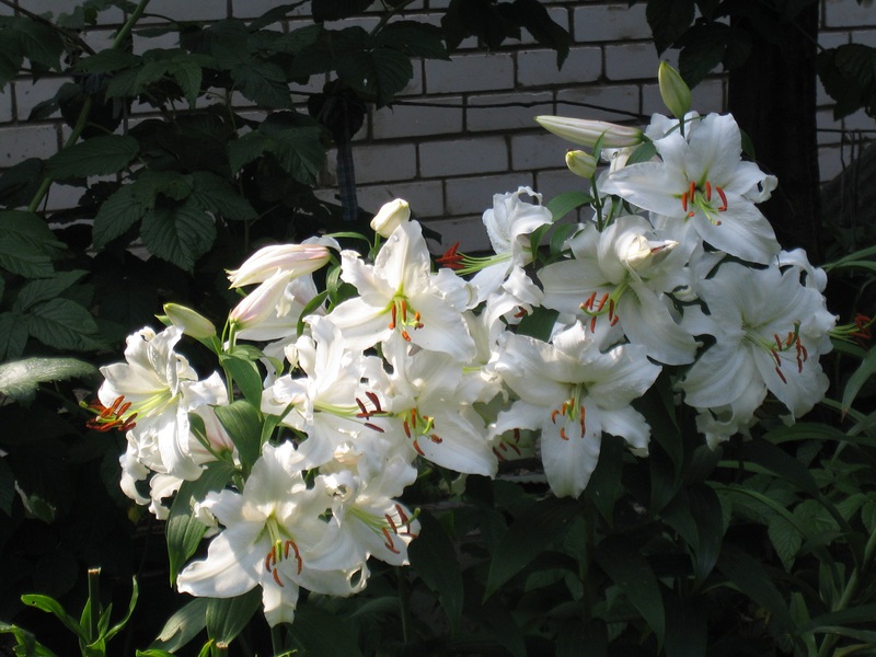 Merkmale der weißen Lilien der Sorte Sibirien