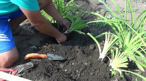 Funktioner för att ta hand om blommor med vita liljor