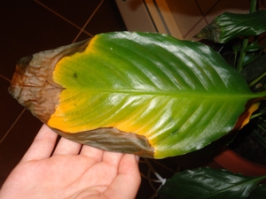 การดูแล Spathiphyllum