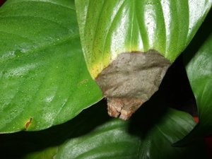 Hoe u op de juiste manier voor spathiphyllum binnenshuis zorgt