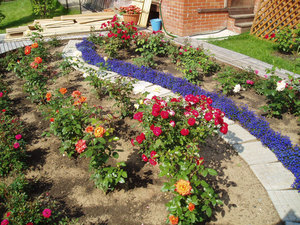 Rose garden design i landet