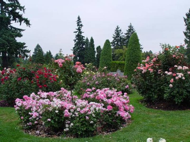 Plantar e cuidar do jardim de rosas