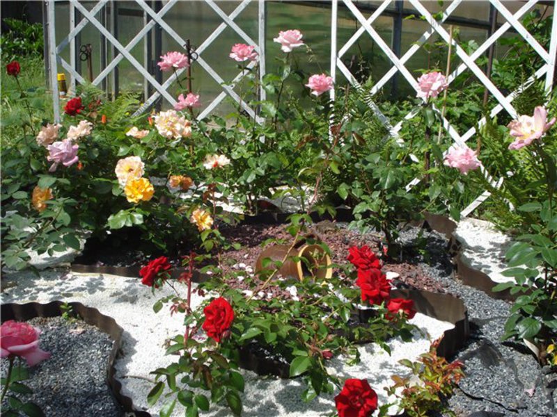 Cómo elegir un jardín de rosas