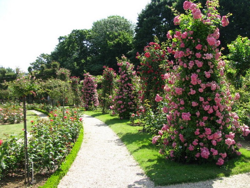 Caring for the rose garden in the country