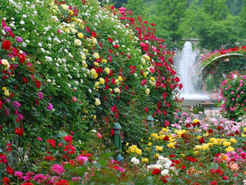 Quais variedades de rosas são adequadas para um jardim de rosas