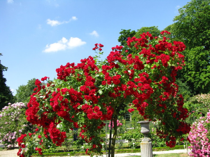 Colorit jardí de roses al país