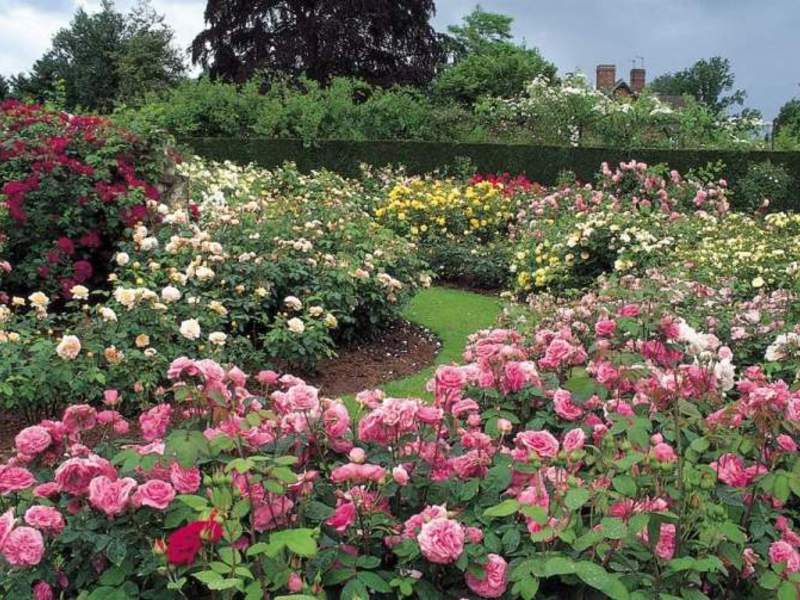 Como fazer um jardim de rosas