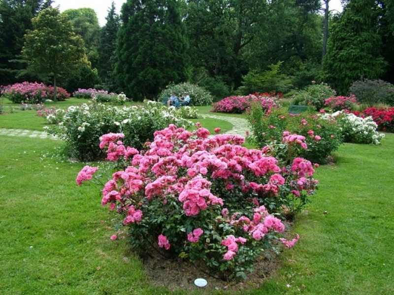 Versión campestre del jardín de rosas.