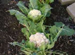 How to grow cauliflower