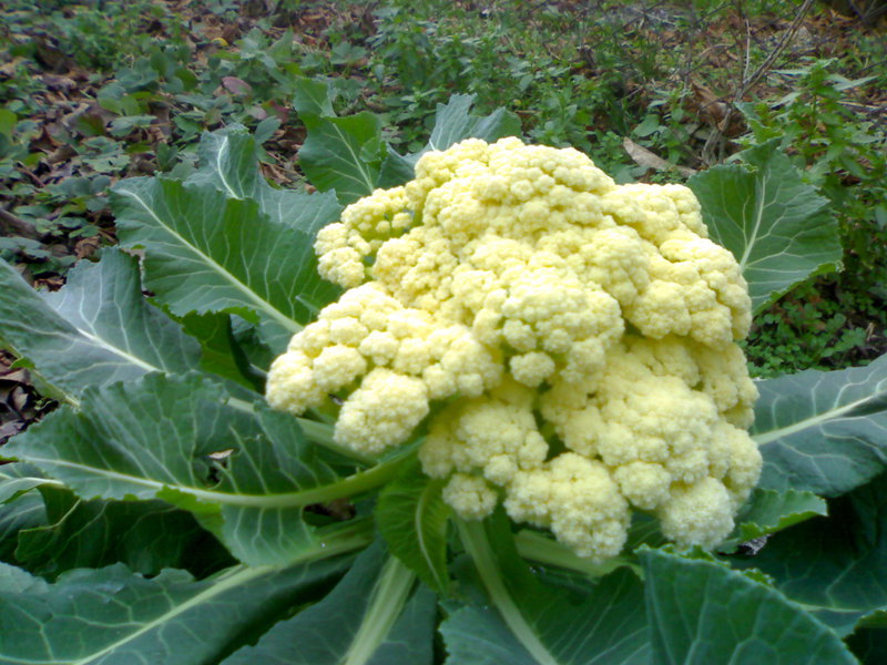 Planting cauliflower seedlings