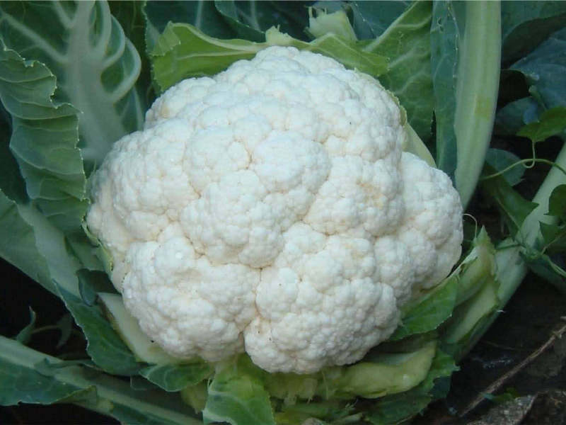 Möglichkeiten, Blumenkohl mit eigenen Händen anzubauen