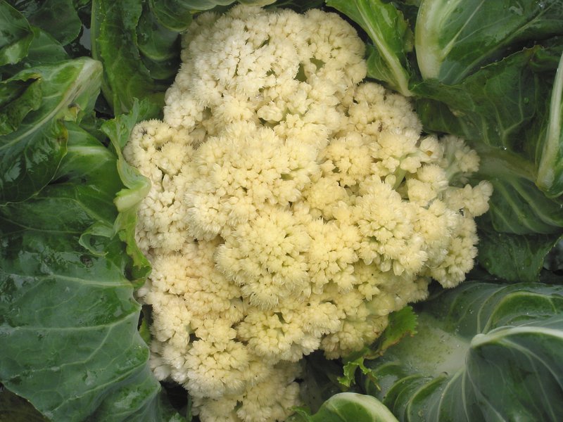 Mga tampok sa pag-aalaga ng cauliflower