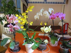 Como plantar phalaenopsis corretamente