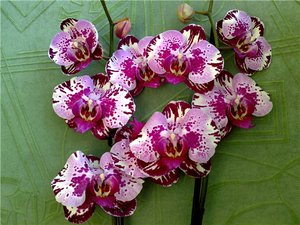 Variedad Phalaenopsis