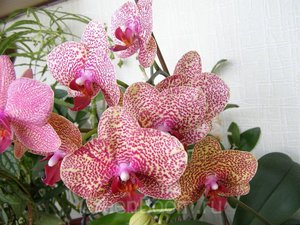 Features of care for phalaenopsis