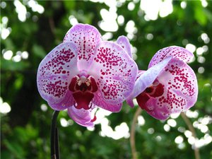 Cómo cultivar una orquídea tú mismo