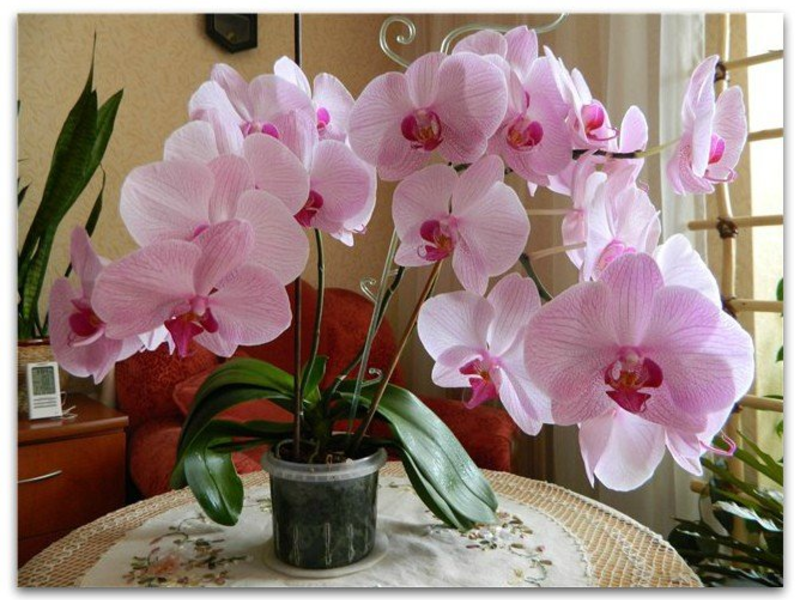 Bela phalaenopsis