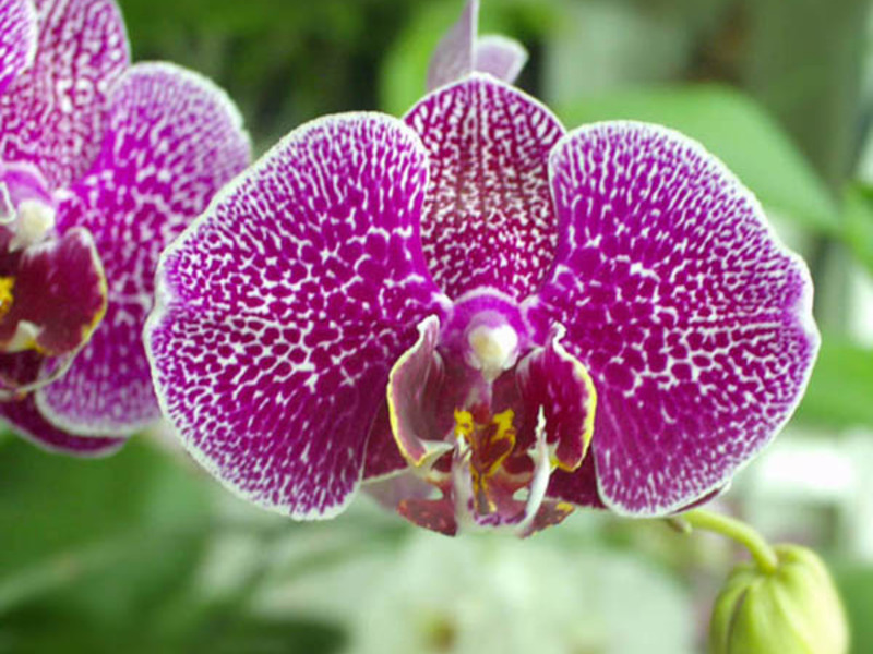 วิธีการรดน้ำ phalaenopsis