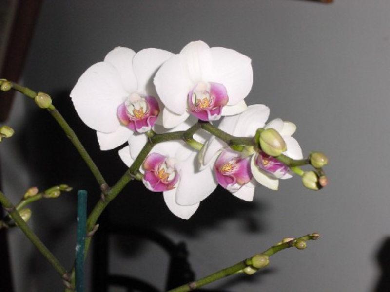 Jaka jest specyfika rośliny Phalaenopsis