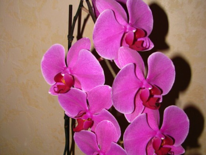 Orchid care.