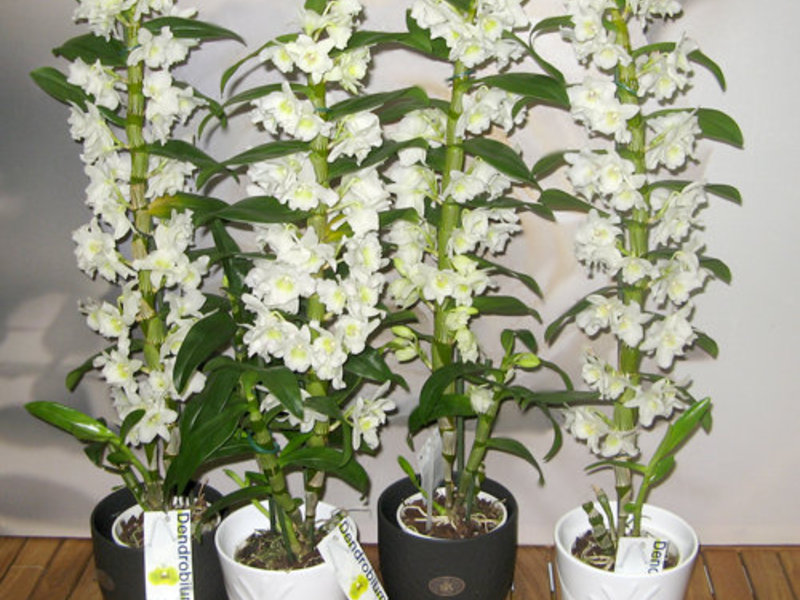 Orchid diseases