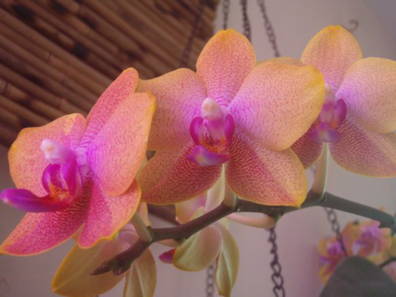 How to transplant an orchid