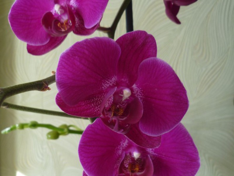 Reproducció de phalaenopsis