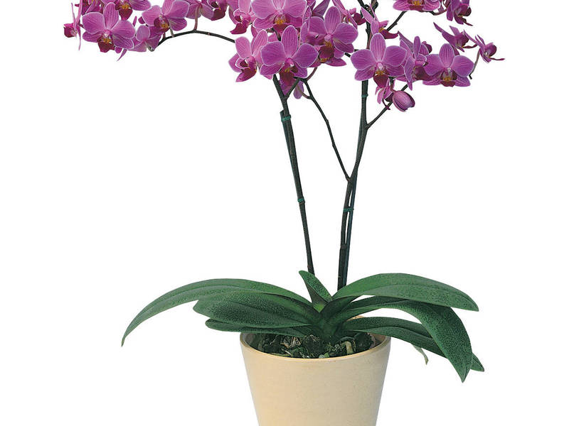 Hvordan ta vare på phalaenopsis