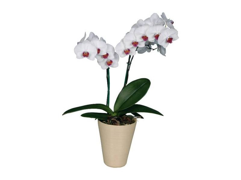 Phalaenopsis çeşitleri nelerdir