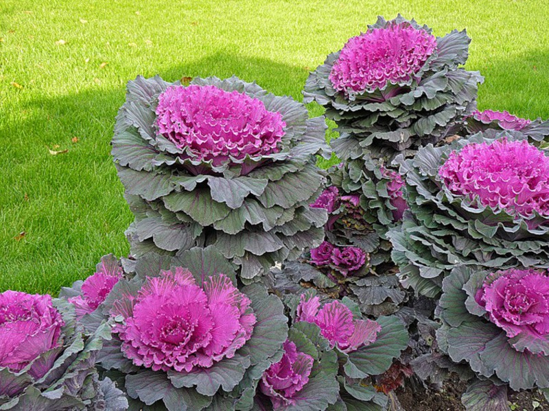 Rules for caring for ornamental cabbage