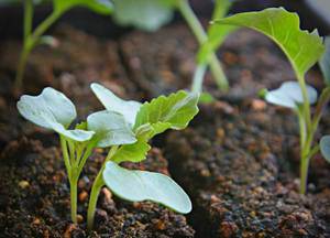 Hoe bloemkool wordt geplant