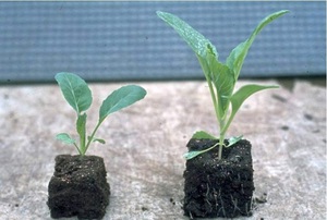 How to plant cabbage seedlings