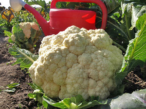 Paano maayos na magtanim at magtanim ng cauliflower