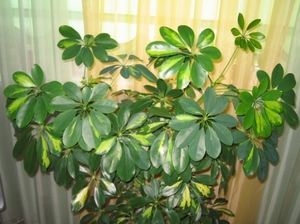 การดูแล houseplant