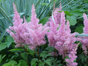 Wie kan de groei van astilbe beschadigen