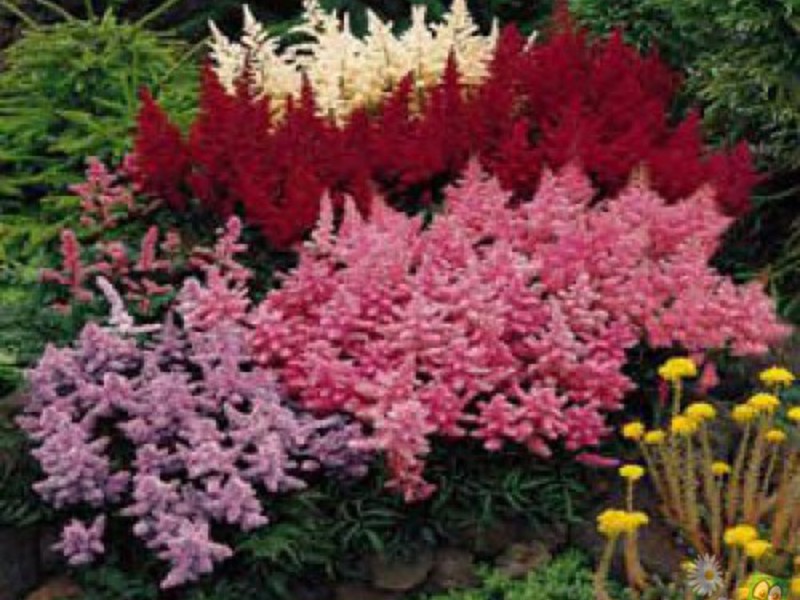 Sadnja astilbe u zemlju