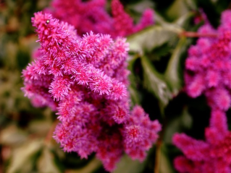 Arbusto floreciente de astilba