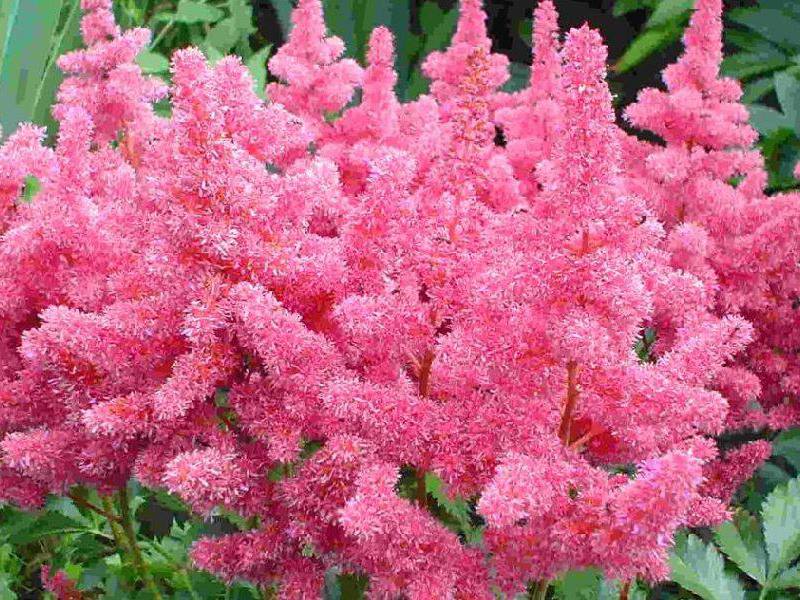 Astilbe-zaden planten