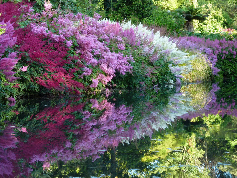 Jardín de flores en combinación con astilba.