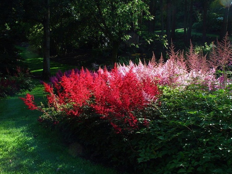 Vakkert blomstrende astilbe