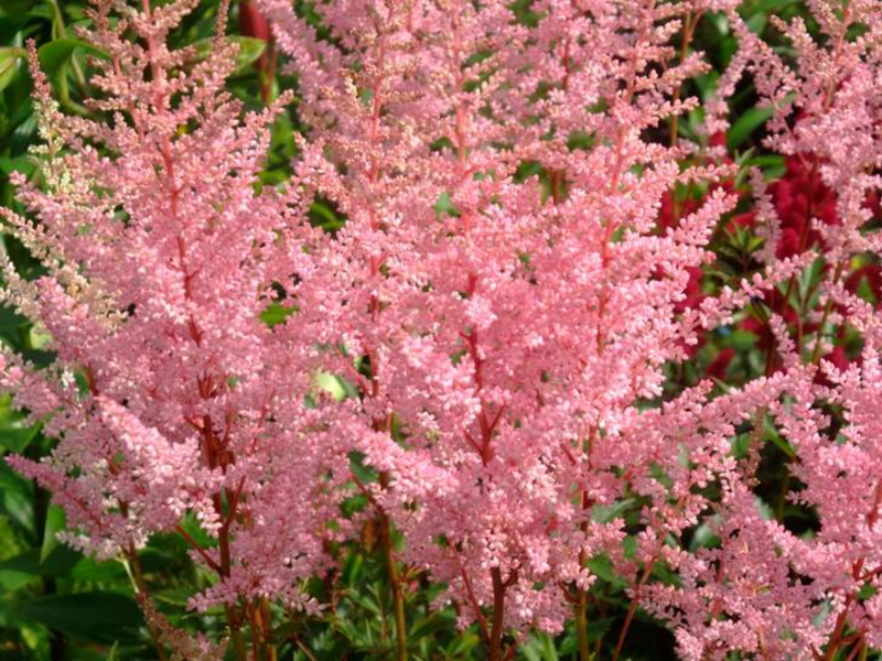 Types d'astilbe vivace