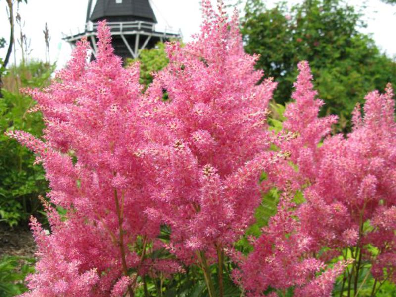 Blooming astilbe